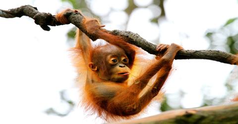 endangered species act why