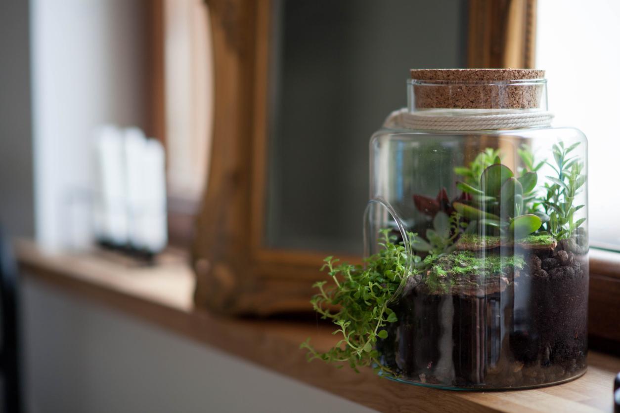 Where can I buy large glass containers for a terrarium like the