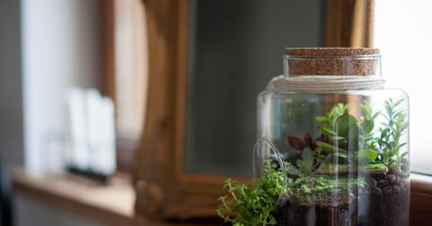 Terrarium in jar in window sill