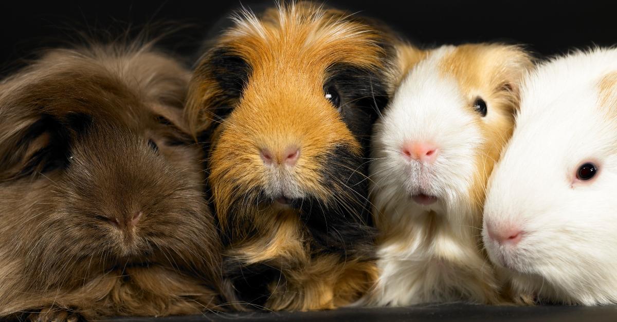 Four guinea pigs.
