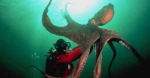 A scuba diver elicits an escape response from a Giant Pacific octopus near Powell River, British Columbia. (Representative Cover Image Source: Getty Images | Stuart Westmorland)