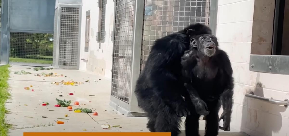 Chimpanzees looking up and seeing the sky for the first time. 