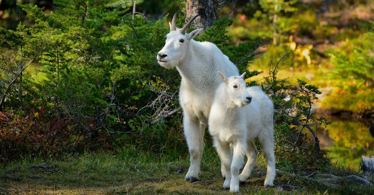 Mountain goats from Cascade Mountains 