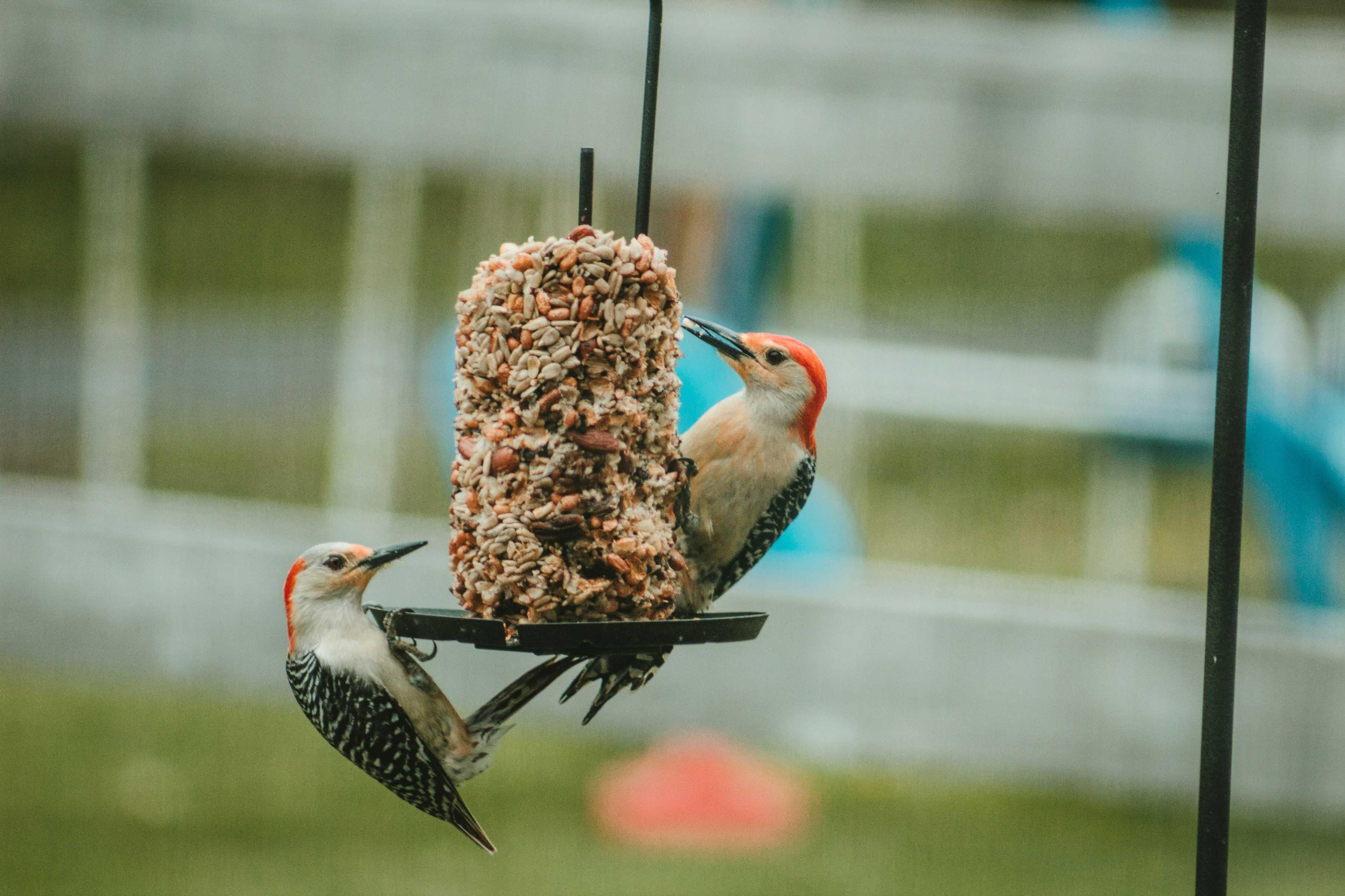 Two birds perch on a bird feeder hanging from a black iron pole as the birds peck at bird seeds.