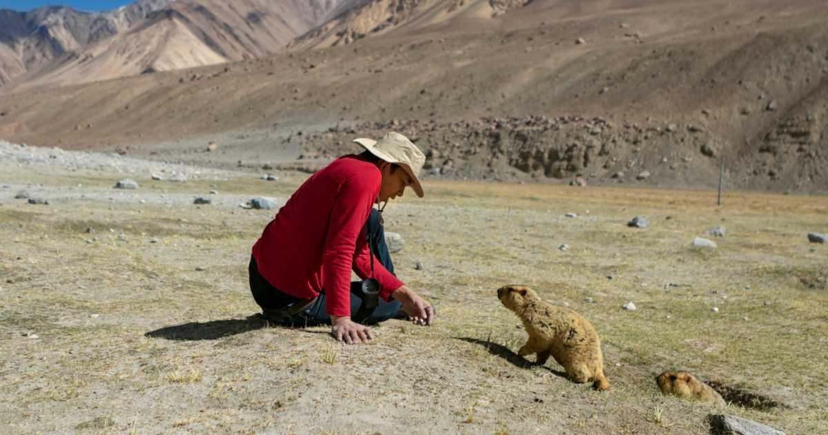 A beaver approaches a tourist in a barren area. (Representative Cover Image Source: Getty Images | Rudi Suardi)