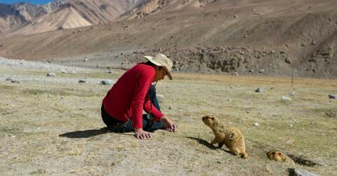 A beaver approaches a tourist in a barren area. (Representative Cover Image Source: Getty Images | Rudi Suardi)