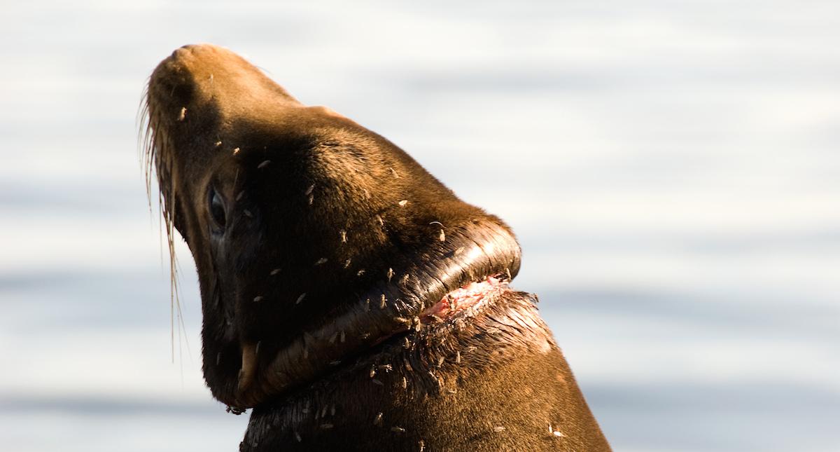 land animals with polluted water