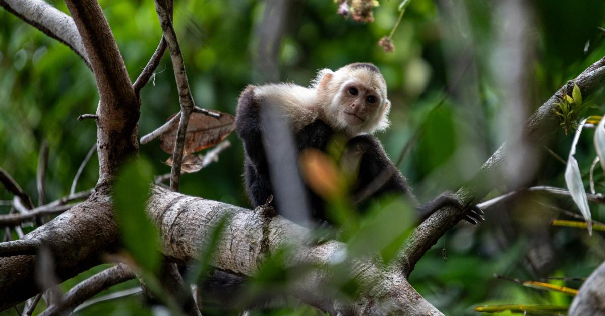 Capuchin monkey sitting on a branch in the forest. 