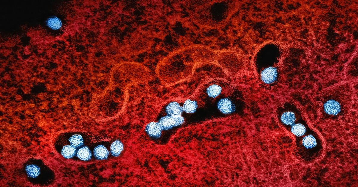 A closeup of the West Nile virus