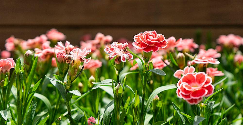 A close up of carnations. 