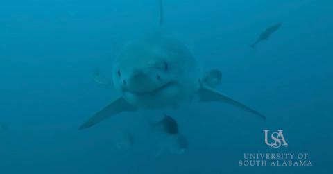 Great White Shark in blue water screenshot