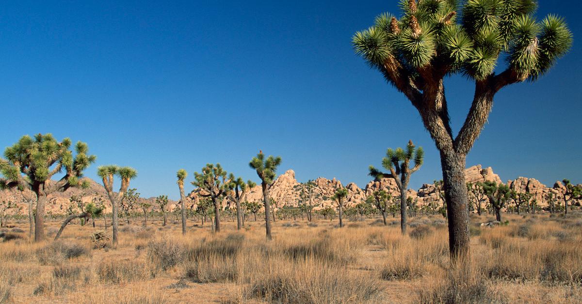 Joshua Trees Endangered