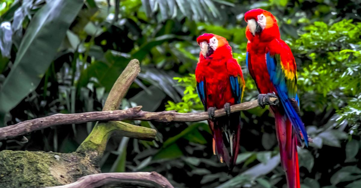 amazon rainforest biodiversity