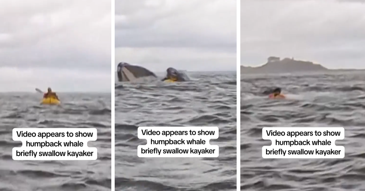 A kayaker floats in the middle of the water before a humpback whale appears out of nowhere and swallows him for a moment before he resurfaces