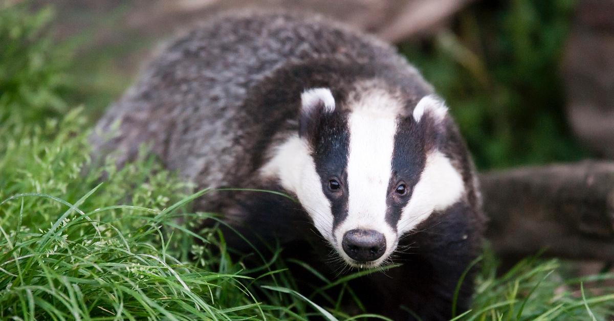 Badger roaming in the forest.