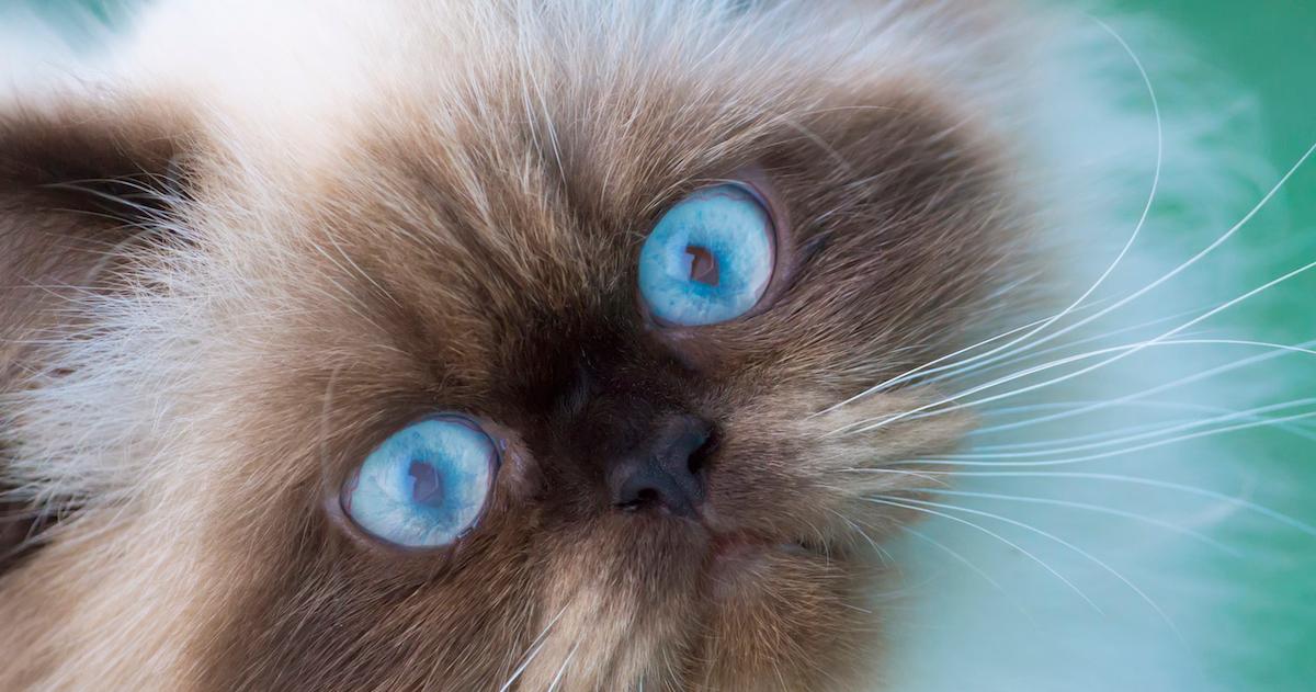 What Does It Mean If My Cat Stares at Me?