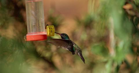 How to keep bees away from a hummingbird feeder