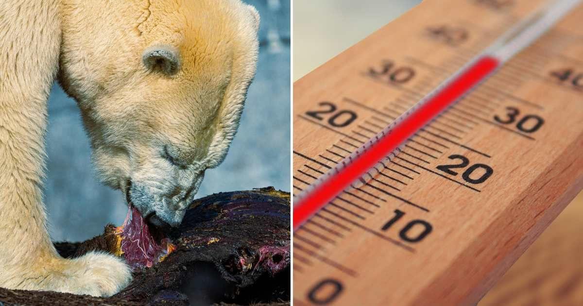 (L) Polar bear feasting on meat. (R) A thermometer shows temperature rising above 40 degrees. (Representative Cover Image Source: (L) Pexels | Farlight, (R) Pixabay | Geralt)