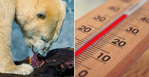 (L) Polar bear feasting on meat. (R) A thermometer shows temperature rising above 40 degrees. (Representative Cover Image Source: (L) Pexels | Farlight, (R) Pixabay | Geralt)