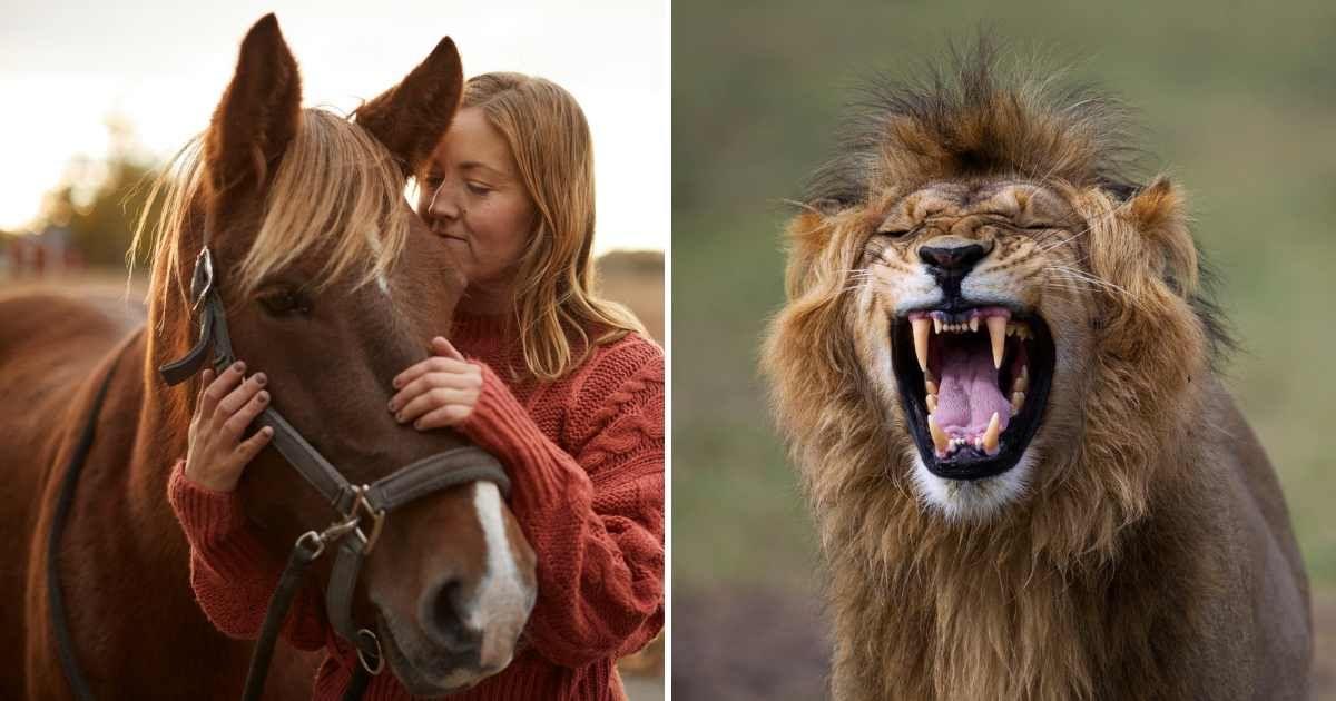 (L) Woman embracing her horse, (R) Wild lion in a zoo (Representative Cover Image Source: Getty Images | (L) Anup Shah, (R) Johner Images)