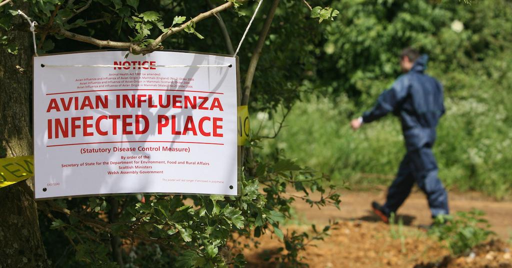 Avian Flu 2022 What It Is, How It's Affecting Birds and Farmers, and More