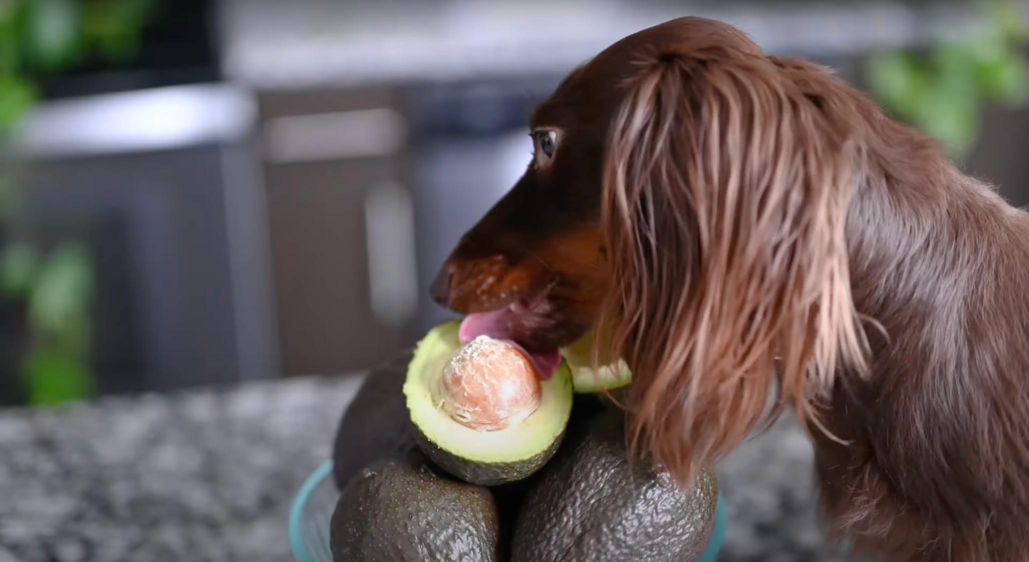 A dachshund licks an avocado atop a kitchen table.