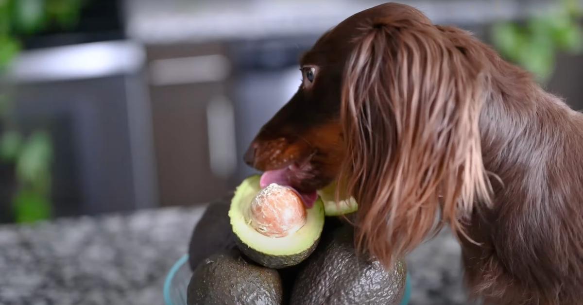 Can Dogs Have Avocado? Here's What Experts Say