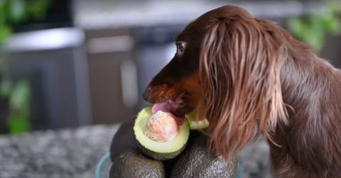 A dachshund licks an avocado atop a kitchen table.