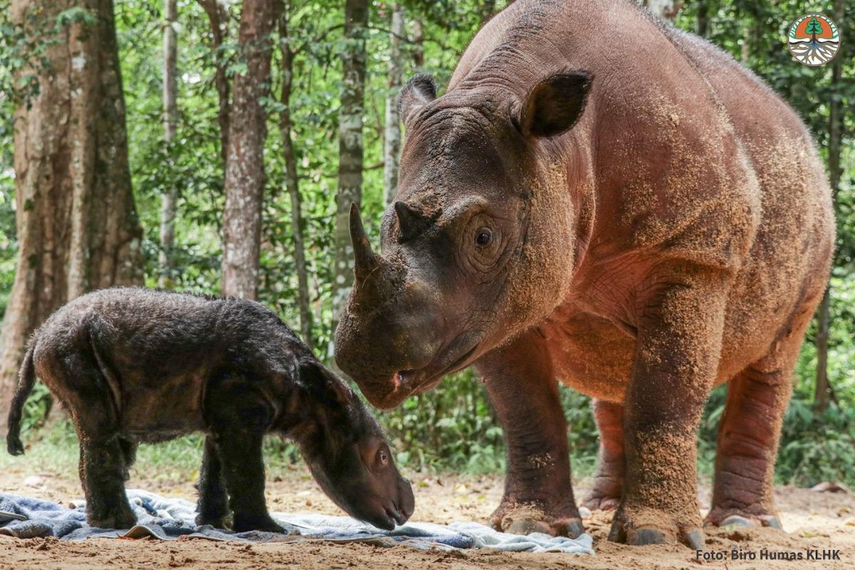 Baby Sumatran Rhino and Mother