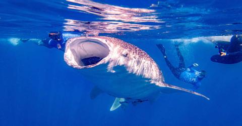 Divers underwater filming a huge whale. (Representative Cover Image Source: Pexels | Mattt Botha)