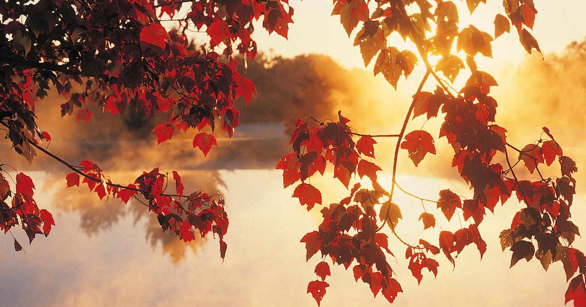 Red leaves in autumn