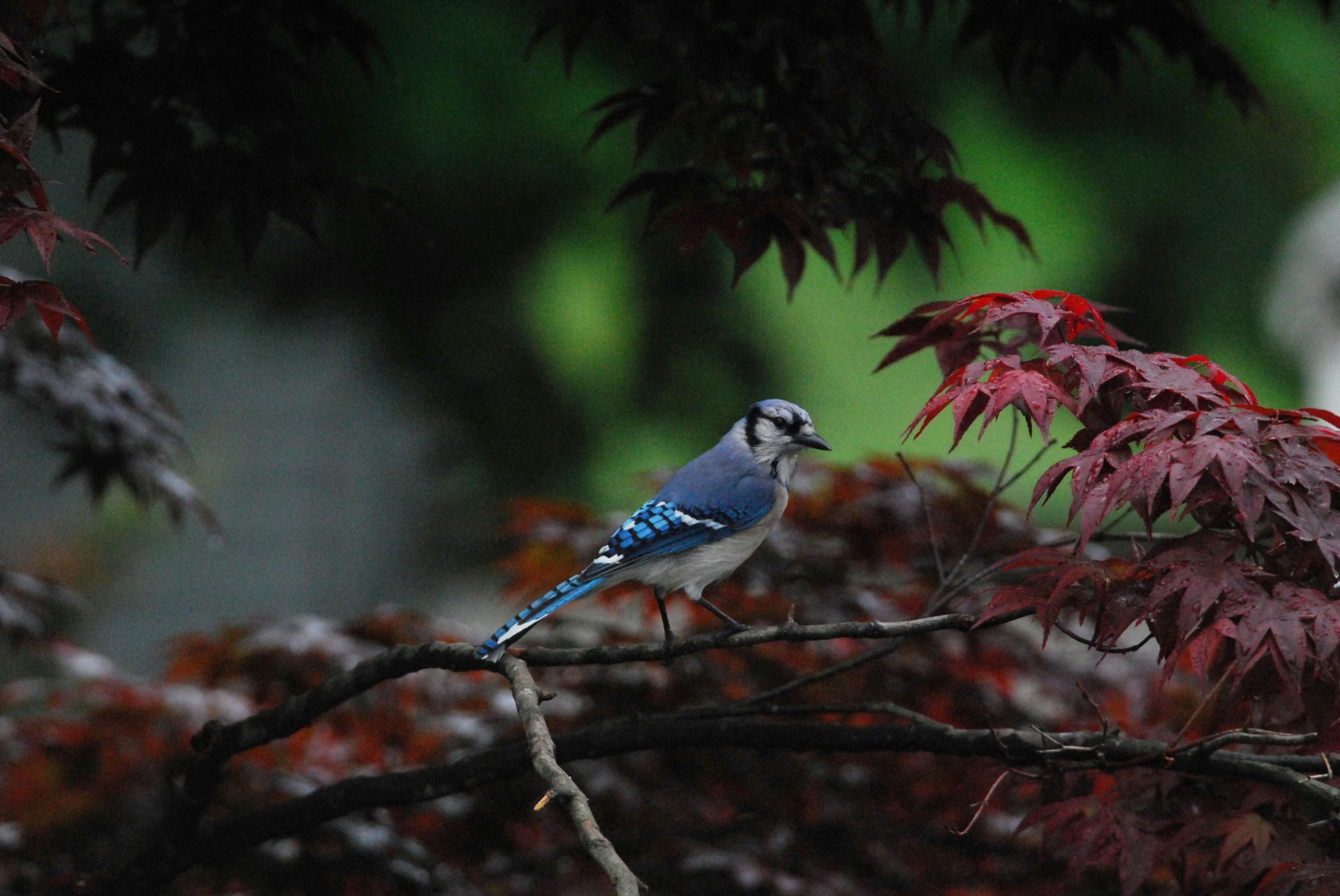 A blue jay appears perched atop the branch of a Japanese maple tree.