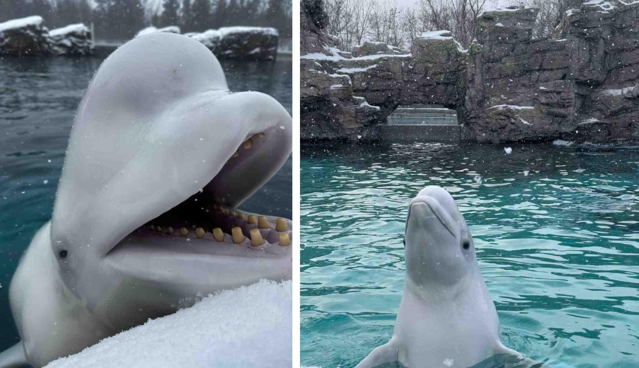 Two photos depict beluga whales at Marineland Canada.