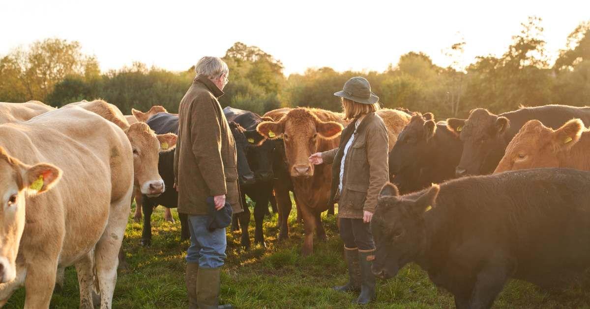 Two farmers are looking at their grazing cows on a pasture. (Representative Cover Image Source: Getty Images | Kelvin Murray)