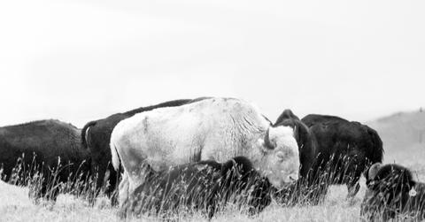 A black and white photo of a white buffalo amongst a herd of brown buffalo