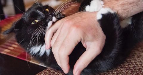 A black cat bites their pet parent's arm.