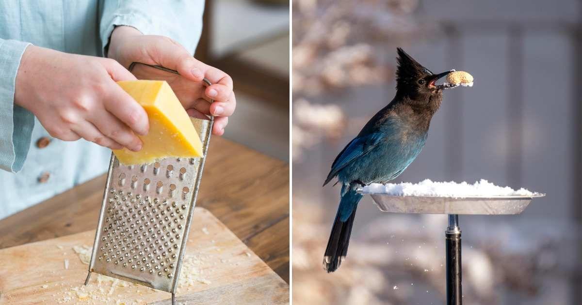 (L) A person grating a piece of cheese in the kitchen, (R) A bird perched on a plate-type bird feeder. (Representative Cover Image Source: (L) Freepik, (R) Pexels | Frank Cone)