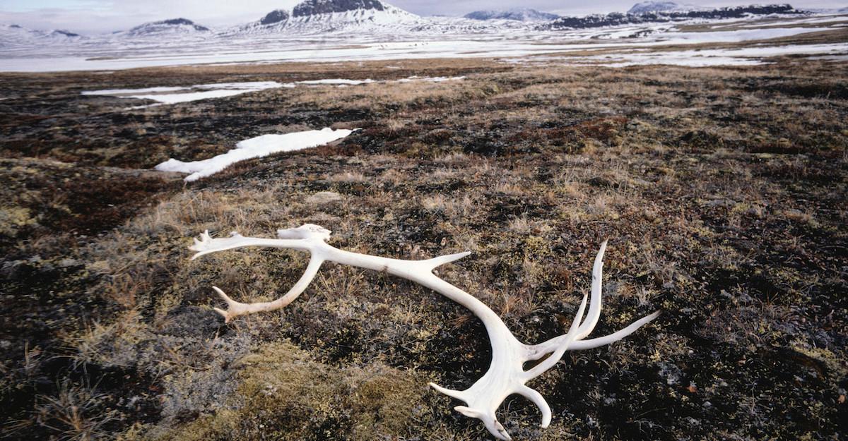 A set of antlers on the ground