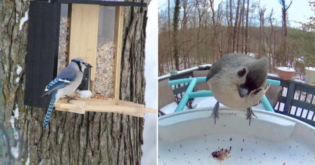 A Birdfy Netvue bird feeder hanging from a tree branch and a cute blue bird perched on it, eating seeds. (Cover Image Source: X | @BirdfybyNetvue)