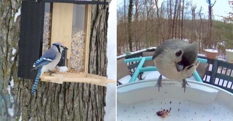 A Birdfy Netvue bird feeder hanging from a tree branch and a cute blue bird perched on it, eating seeds. (Cover Image Source: X | @BirdfybyNetvue)