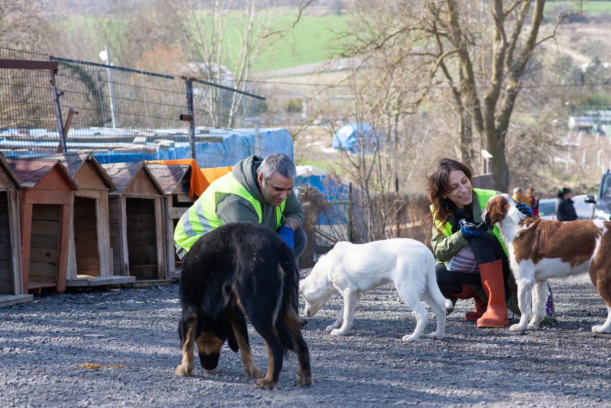 Two volunteers feed three dogs outside at an animal shelter.