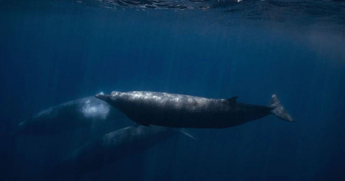 One of the very few underwater photos ever taken of the elusive Baird's Beaked Whale. (Cover Image Source: Facebook | @William Drumm)