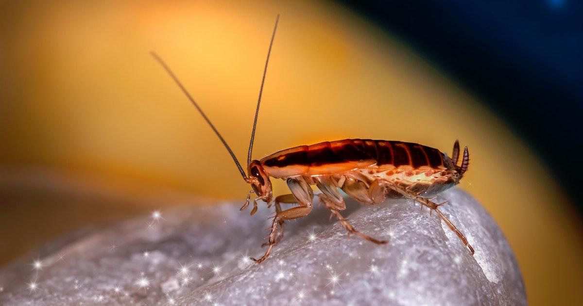 Cockroach on a rock