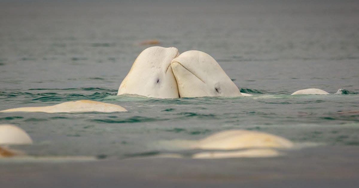Two beluga whales in Somerset Island, Canadian High Arctic (Representative Cover Image Source: Getty Images | David Merron Photography)