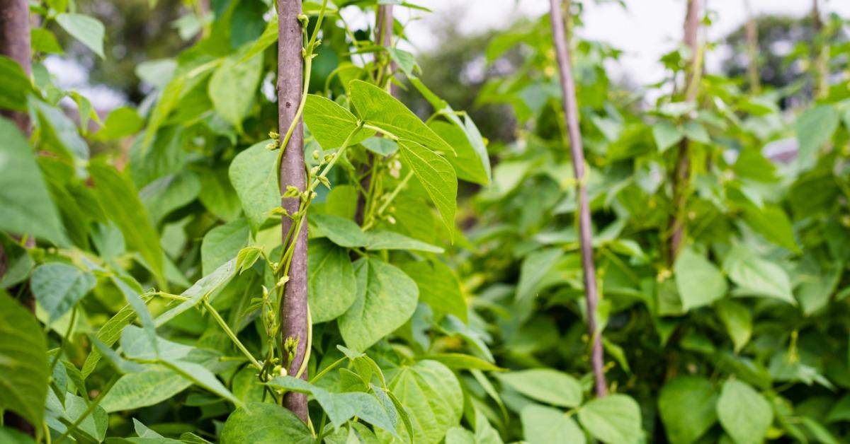 how to grow green beans