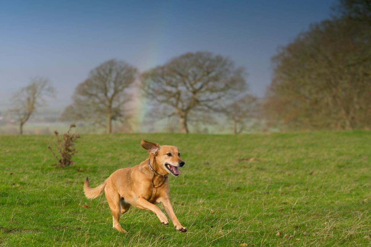 A dog happily runs across a field of grass with a rainbow behind trees in the background.