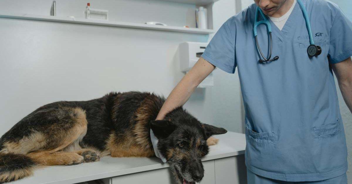 A veterinary doctor checked a brown German shepherd. (Representative Cover Image Source: Pexels | Tima Miroshnichenko)