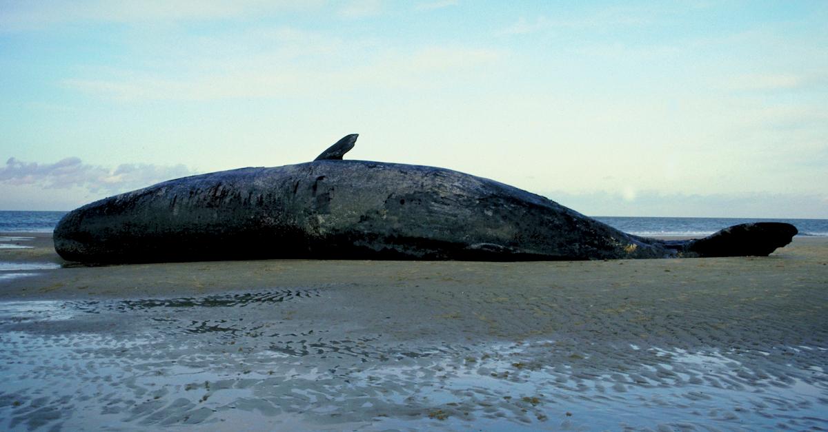 beached whale