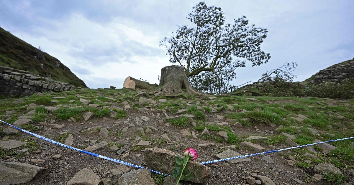 Sycamore Gap tree felled with police line.