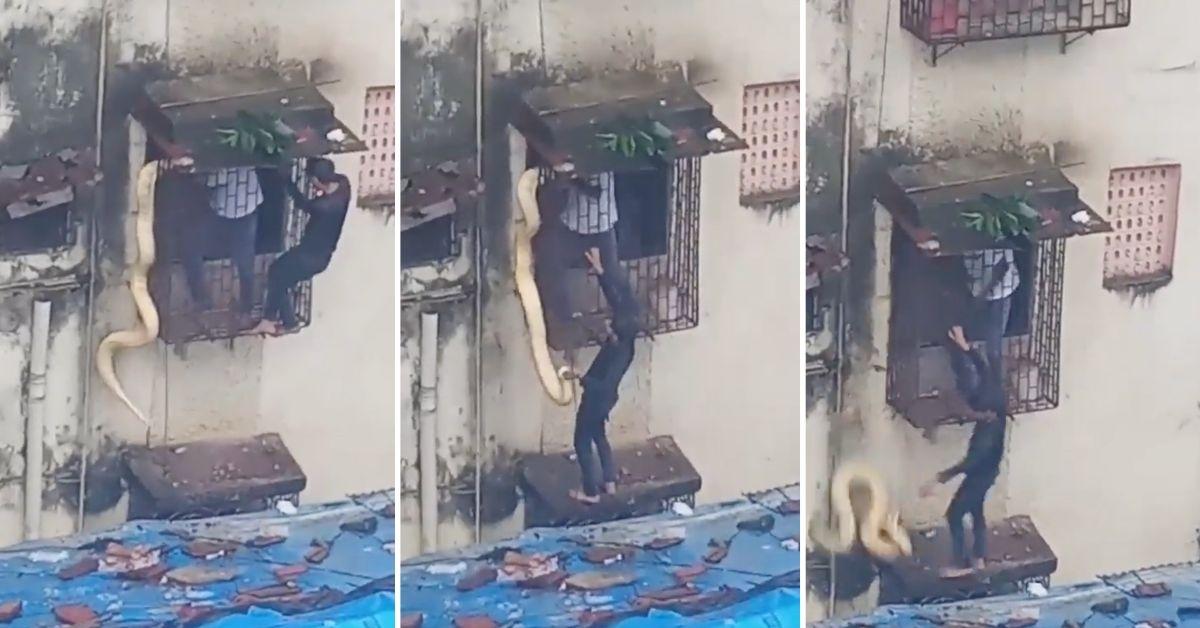 Screenshots from video of python snake hanging from window. 
